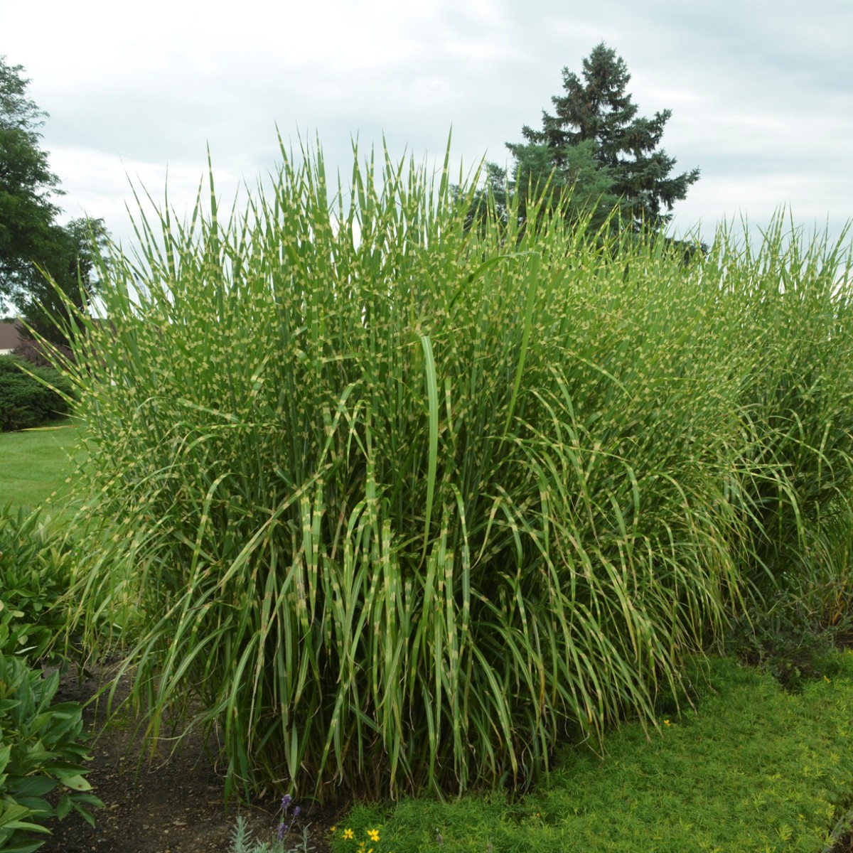 Miscanthus sinensis 'Strictus'